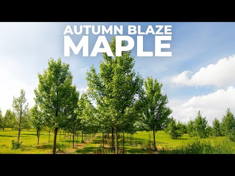 Autumn Blaze Maple: Tree Of The Week