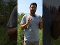 problemi sul #pomodoro nell'#orto! Come risolverli? #mattthefarmer
