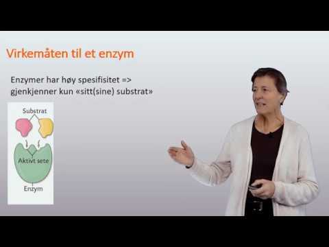 Biokjemi: Hvordan enzymer virker