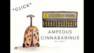 Ampedus cinnabarinus