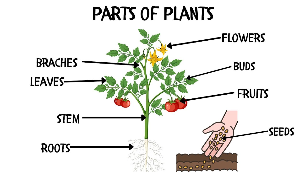 Parts of Plants in English! English Vocabulary for kids