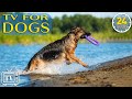 Dog music  dog tvs to entertain and chill dogs  separation anxiety music to calm dogs  new