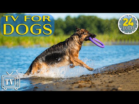 Dog Music & Dog TV: Videos to Entertain and Chill Dogs - Separation Anxiety Music to Calm Dogs - NEW