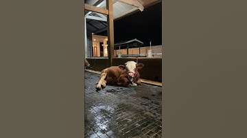 Sapi simental #shorts #sapi #sapisimental