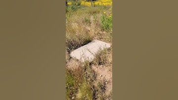 Found a Gopher Snake #snakes #rattleblade #reptiles #youtube #shorts #flipclip #topvideo #viral