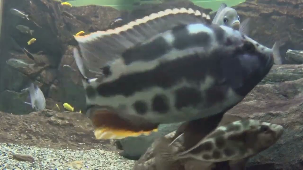 古代湖の世界　マラウイ湖水槽のシクリッドたち World of Ancient Lakes - Cichlids in the Lake Malawi  Tank