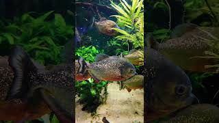 Mesmerizing Aquarium Views at Duisburg Zoo 🐠🌊 #Shorts #youtubeshorts