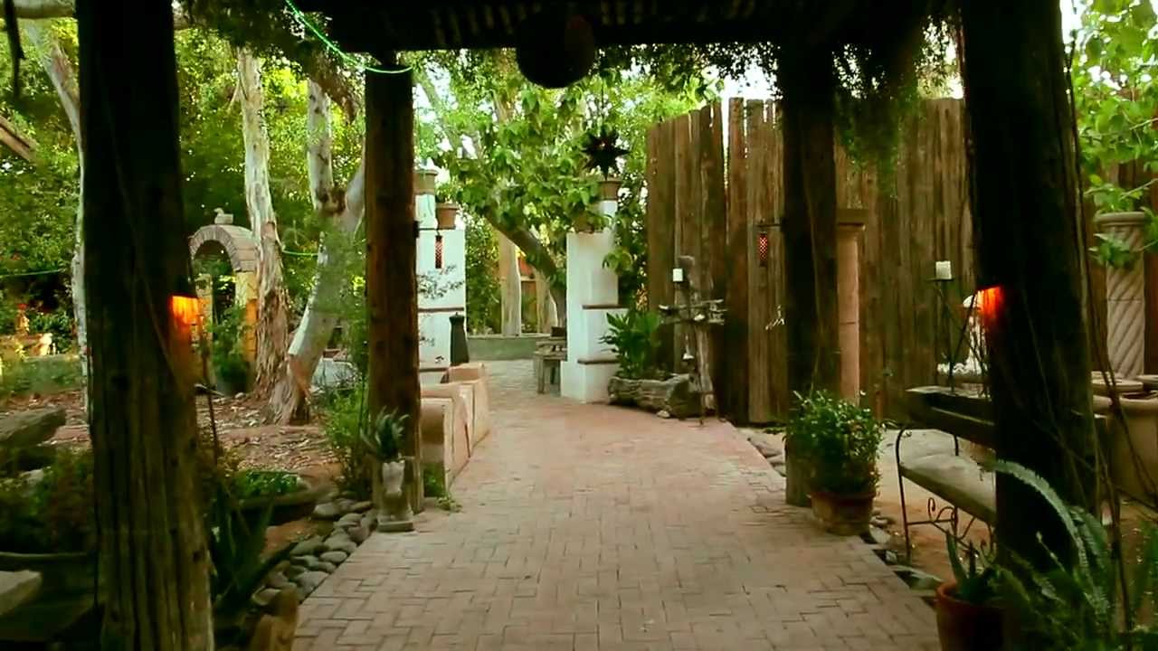 Boojum Tree Hidden Gardens Phoenix Arizona You