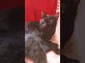 Loki relaxing