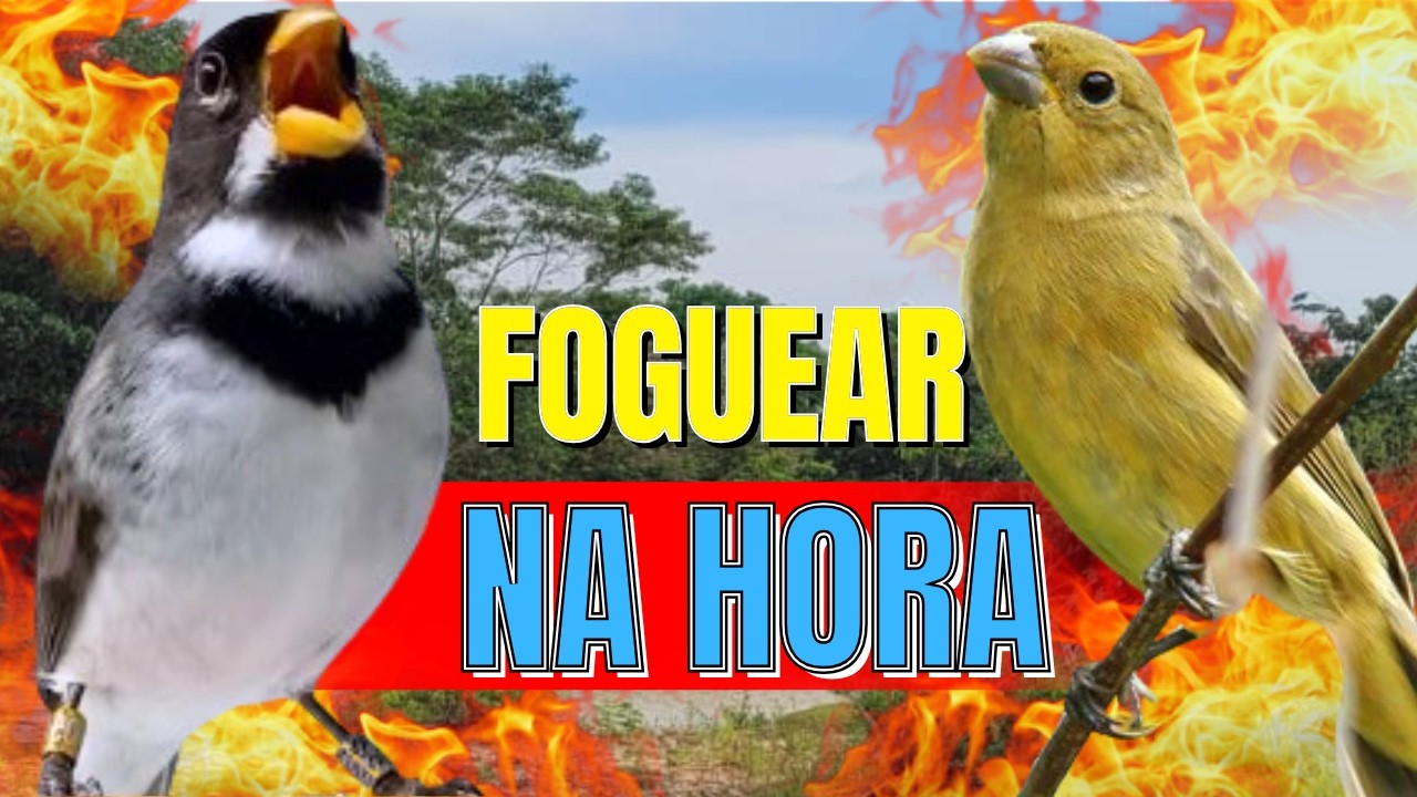 ESQUENTA QUALQUER COLEIRO COM ESQUENTAR COLEIRO TUI TUI COM ESQUENTAR COLEIRO TUI TUI