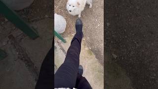 Önüme Köpüş Çıktı, Ona Tekme Atamam Atmam Durdum Hemen