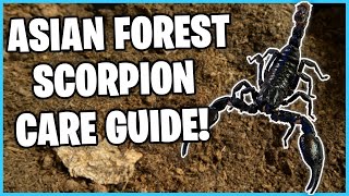 ASIAN FOREST SCORPION CARE GUIDE! How to Care for a Asian Forest Scorpion