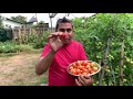 Money Maker Tomatoes Harvesting - Project Food Garden