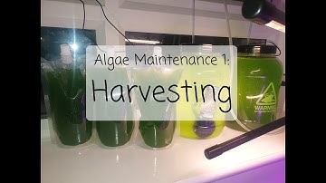 Algae Maintenance 1: Harvesting