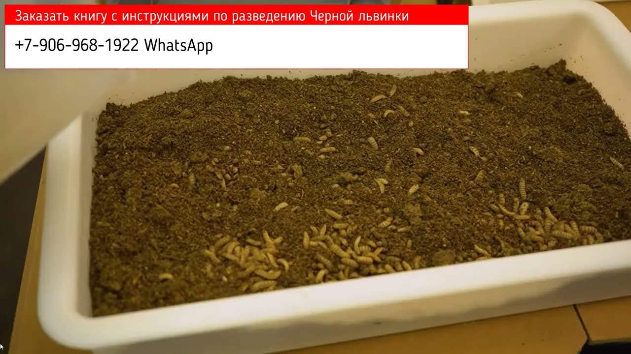 Где В Белоруссии Купить Жир Черной Львинки