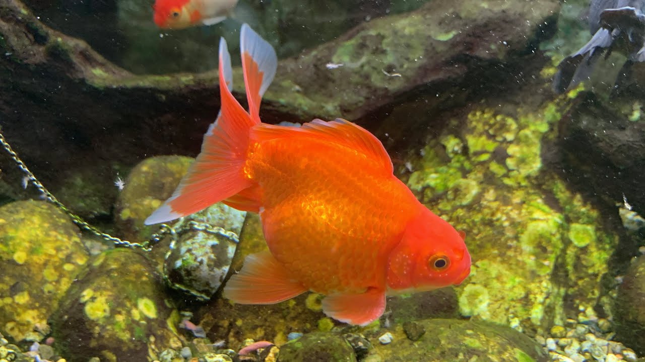 Fancy Goldfish 