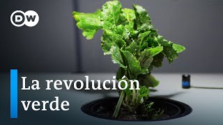 Bioeconomía como alternativa  ¿qué tan prometedores son los recursos renovables? | DW Documental