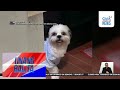 Reaksyon ng fur baby na tinawag na guwapo, kinaaaliwan online | Unang Balita