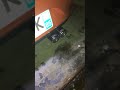 Silencieux BFR Exhaust (à Froid)