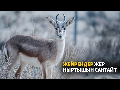 Video: Wedelia жер кыртышын өстүрүү: Wedelia өсүмдүгү бакчада кандай колдонулат