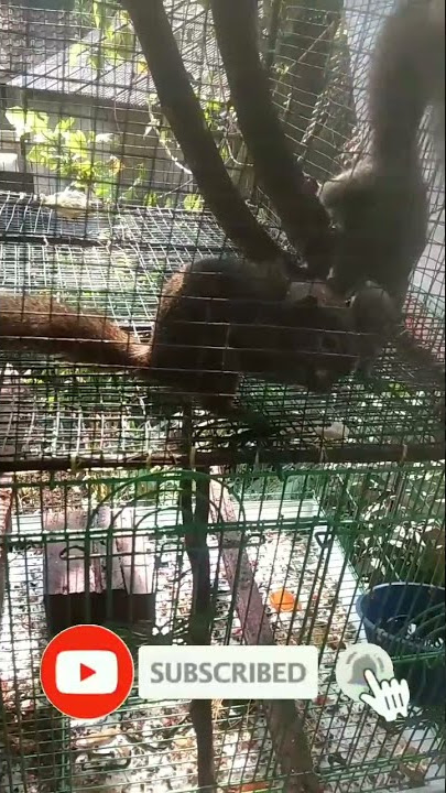 perkawinan bajing kelapa