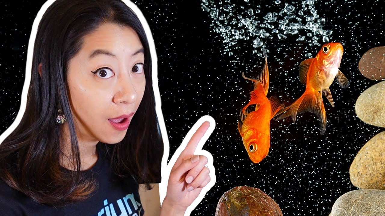 7 Reasons Why Your Fish Tank Has Bubbles - Youtube