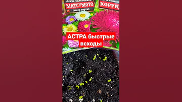 АСТРА быстрые всходы! Отличный способ!