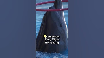 The Secret Language of Dolphins 🐬 #Seriously