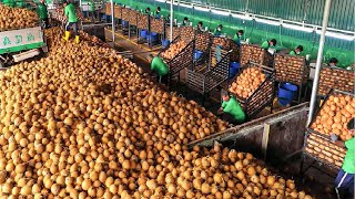 Amazing coconut processing methods to perfect products. Incredible manufacturing technology