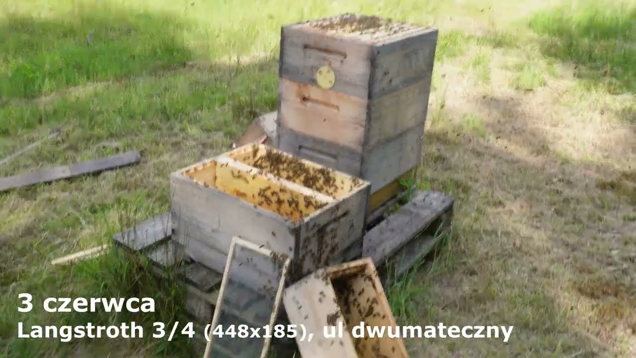 dwie matki w ulu, czyli kłopot bogactwa.... Ul dwu mateczny