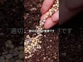 ケイ酸と稲#熊本 #魚粉肥料 #農業を盛り上げたい