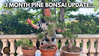 bonsai werkzeug japan KIYA Okubo Japanische Bonsai- und Blumenschere  180 mm  zen minded
