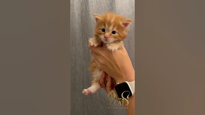 Watch the video about Baby Maine Coon Kitten at 3 Weeks Old 🐾💖 #mainecoon #kitten #mainecoonkittens #cutekitten #babycat