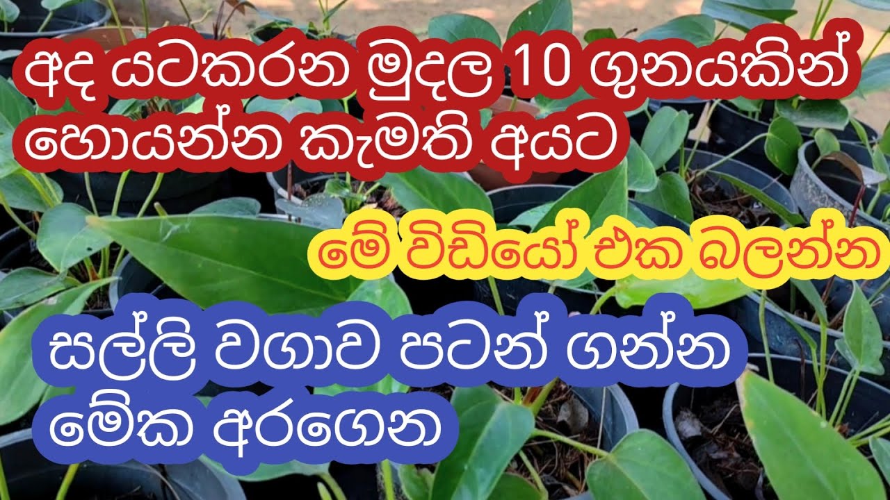 හීන දිනන්නනම් නිකන් ඉදලා බෑ || මුදල් යට නොකරත් බෑ