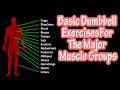 Dumbbell and Bodyweight Exercises for Major Muscle Groups