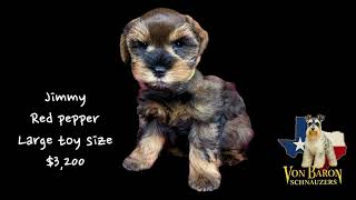 Schnauzer puppy Houston Texas