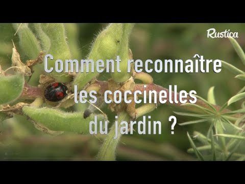 Vidéo: Informations sur les coccinelles - En savoir plus sur les coccinelles dans les jardins
