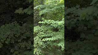 Forest Rain in the Woods 🌧️ Relaxing Nature Sounds for Sleep #shorts #sleepsounds
