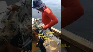 Satu Jala Penuh Ikan Selar Hijau  Jamah Panau Mukah Sarawak