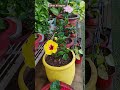 #Holi special 🎉#Ghar ki bagiya#garden 🏡#viral video
