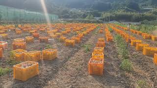 #축복의땅 #유황양파 #주말농부 #지리산고랭지 #수확