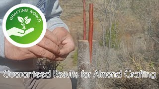Converting Wild Bitter Almond Trees into Sweet Producer Trees with Expert Grafting