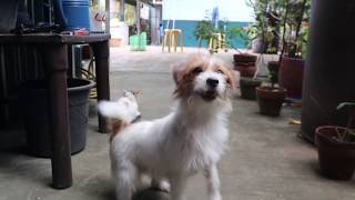 Jack Russell Terrier cute dog and rough coat short legs learning how to fetch the ball