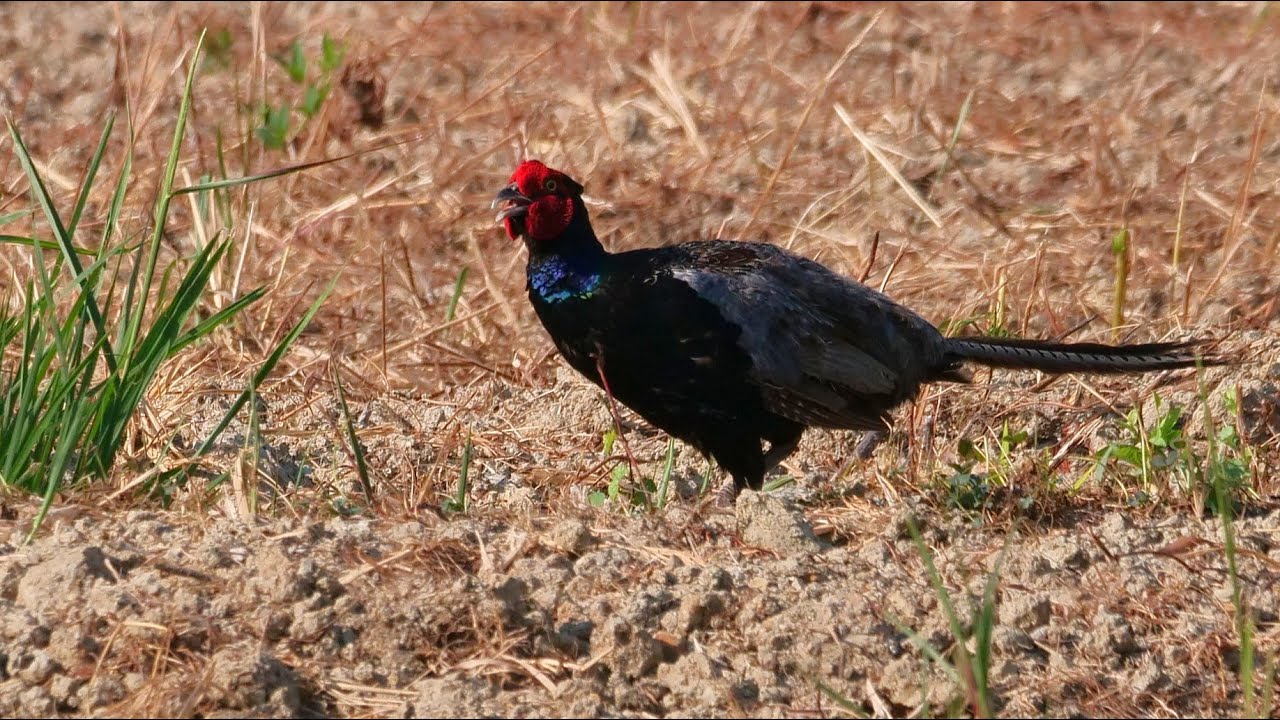 08 31 メス後をついて行くキジのオス