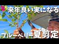 【量より質】ブルーベリーでこの時期やるべき夏剪定をプロが実演解説