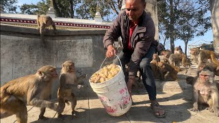 Street dogs delectable binance chui and organic boiled potatoes were relished by the monkeys