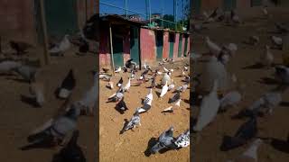 Filo Güvercinleri Sevenler Için.