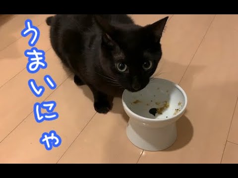 猫ちゃん大満足！この日の猫ごはん