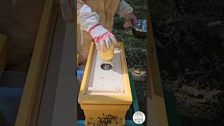 Feeding the Cell Builder Sugar Syrup After Grafting 🐝👑 | Queen Rearing #bee #beekeeping #beekeeper