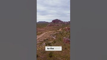 Discover the Enchanting Flora & Fauna of Pernalulu 🌿✨#australiawildlife #HiddenOasis #Purnululu